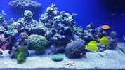 [TodoMarino.com] Conger  REEF