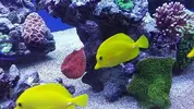[TodoMarino.com] Conger  REEF