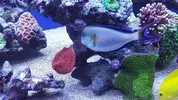 [TodoMarino.com] Conger  REEF