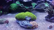 [TodoMarino.com] Conger  REEF