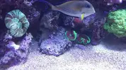 [TodoMarino.com] Conger  REEF