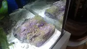 [TodoMarino.com] PACHYCLAVULARIA en roca de 12x6 cm - Madrid centro