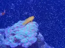 [TodoMarino.com] ¿Tu pez favorito del acuario?