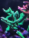 [TodoMarino.com] Saco a la venda diferentes sps por remodelación de acuario zona Barcelona - Montcada i Reixac