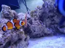 [TodoMarino.com] Pareja ocellaris Valencia - Valencia