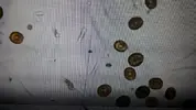 [TodoMarino.com] Son dinos? dentro vídeo