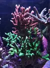 [TodoMarino.com] Saco a la venda diferentes sps por remodelación de acuario zona Barcelona - Montcada i Reixac