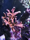 [TodoMarino.com] Saco a la venda diferentes sps por remodelación de acuario zona Barcelona - Montcada i Reixac