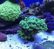 [TodoMarino.com] Piezas Pocillopora Damicornis Verde flúor - Madrid
