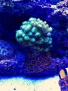[TodoMarino.com] Piezas Pocillopora Damicornis Verde flúor - Madrid