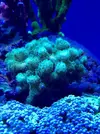 [TodoMarino.com] Piezas Pocillopora Damicornis Verde flúor - Madrid