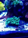 [TodoMarino.com] Piezas Pocillopora Damicornis Verde flúor - Madrid