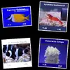 [TodoMarino.com] ANIMALES NUEVOS!