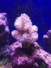 [TodoMarino.com] Acuario Completo - Manzanares el Real  (Madrid)