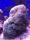 [TodoMarino.com] Acuario Completo - Manzanares el Real  (Madrid)