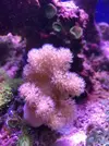 [TodoMarino.com] Acuario Completo - Manzanares el Real  (Madrid)