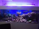 [TodoMarino.com] Vendo desmonto acuario marino - Alcobendas
