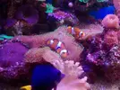 [TodoMarino.com] Vendo desmonto acuario marino - Alcobendas