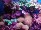 [TodoMarino.com] Vendo desmonto acuario marino - Alcobendas