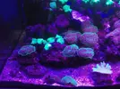 [TodoMarino.com] Vendo desmonto acuario marino - Alcobendas