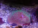 [TodoMarino.com] Vendo desmonto acuario marino - Alcobendas