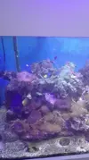 [TodoMarino.com] Vendo desmonto acuario marino - Alcobendas