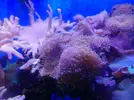 [TodoMarino.com] Vendo desmonto acuario marino - Alcobendas