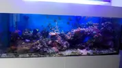 [TodoMarino.com] Vendo desmonto acuario marino - Alcobendas