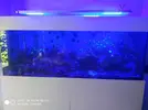 [TodoMarino.com] Vendo desmonto acuario marino - Alcobendas