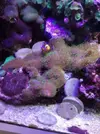 [TodoMarino.com] Vendo desmonto acuario marino - Alcobendas