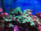 [TodoMarino.com] Vendo desmonto acuario marino - Alcobendas