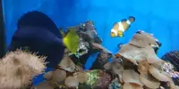 [TodoMarino.com] Vendo desmonto acuario marino - Alcobendas