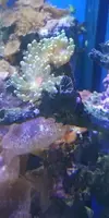 [TodoMarino.com] Vendo desmonto acuario marino - Alcobendas