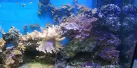 [TodoMarino.com] Vendo desmonto acuario marino - Alcobendas