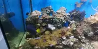 [TodoMarino.com] Vendo desmonto acuario marino - Alcobendas
