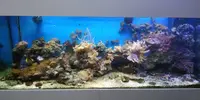 [TodoMarino.com] Vendo desmonto acuario marino - Alcobendas