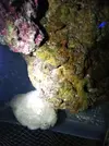 [TodoMarino.com] Antenarius maculatus