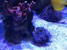 [TodoMarino.com] Vendo Tridacna Squamosa 6cm - Terrassa, Vallès Occidental