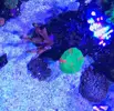 [TodoMarino.com] Vendo Tridacna Squamosa 6cm - Terrassa, Vallès Occidental