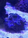[TodoMarino.com] Vendo Tridacna Squamosa 6cm - Terrassa, Vallès Occidental
