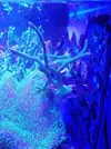 [TodoMarino.com] Montipora digitata verde de un palmo de grande - Madrid (Retiro)