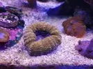 [TodoMarino.com] Mini Reef