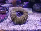 [TodoMarino.com] Mini Reef