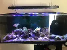 [TodoMarino.com] VENTA Acuario + luz - Oviedo