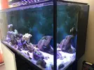 [TodoMarino.com] VENTA Acuario + luz - Oviedo