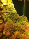 [TodoMarino.com] Blenny reef 80L