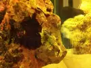 [TodoMarino.com] Blenny reef 80L