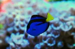 [TodoMarino.com] Mi nuevo nano de 80l