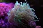 [TodoMarino.com] Mi nuevo nano de 80l