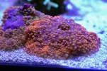 [TodoMarino.com] Mi nuevo nano de 80l